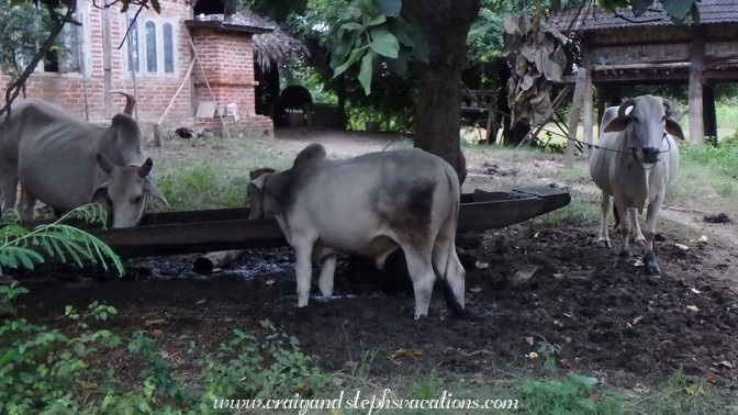 Brahma bulls, Chai Village