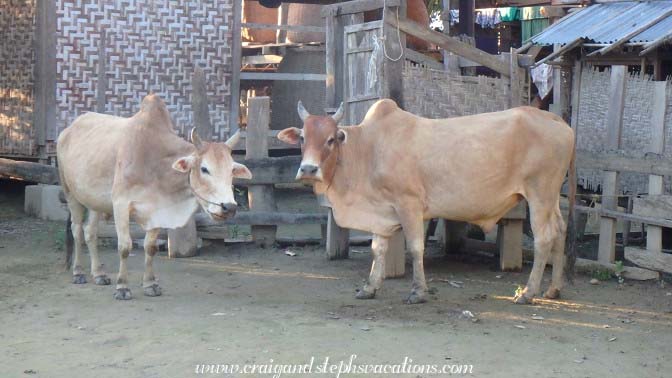 Brahma bulls, Kaung Tee Village