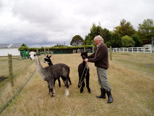 Bill and the alpacas