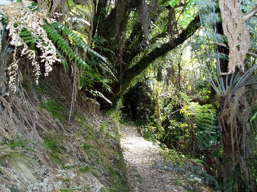 Hiking at Te Pukatea Bay