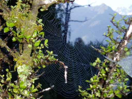 Spider web, Lake Matheson
