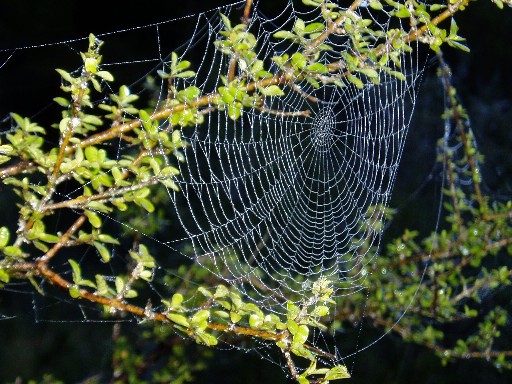 Spider web, Lake Matheson