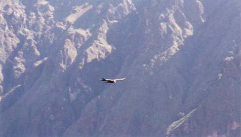 Condor flying at Cruz del Condor