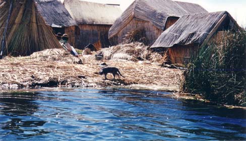Cat on the Uros Islands