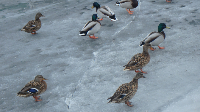 Ducks on the frozen Neva River