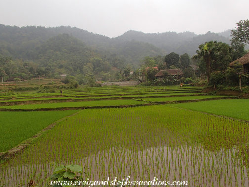 Rice paddies Rice paddies