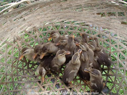 Ducklings