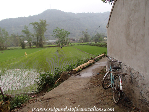 Bicycle and rice paddies Bicycle and rice paddies