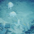cokifish15
