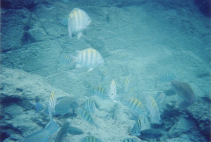 cokifish15