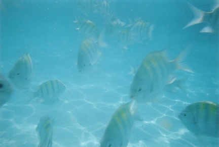 cokifish16