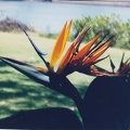 1998 Oahu (26)