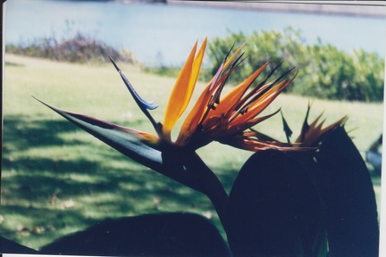 1998 Oahu (26)