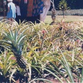 1998 Oahu (31)