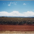 1998 Oahu (34)
