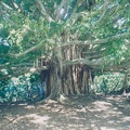 1998 Maui (93)