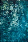 1998 Maui (217)