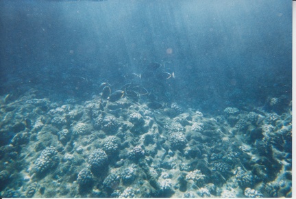 1998 Maui (218)