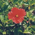 1998 Hawaii (104)