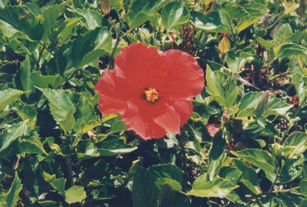 1998 Hawaii (104)
