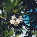 1998 Hawaii (112)