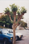 1999 California (10)