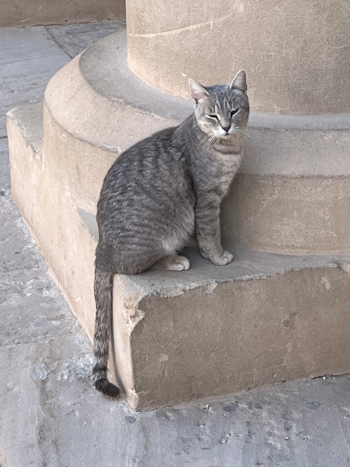 Philae Feline