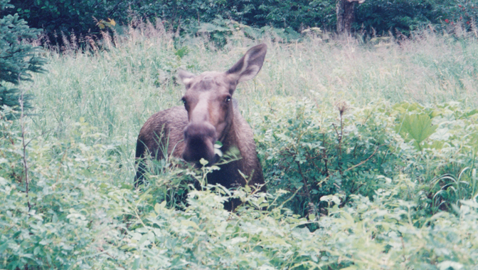 Moose on the Tony Knowles Coastal Trail