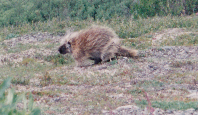 Porcupine, Tangle Lakes hike