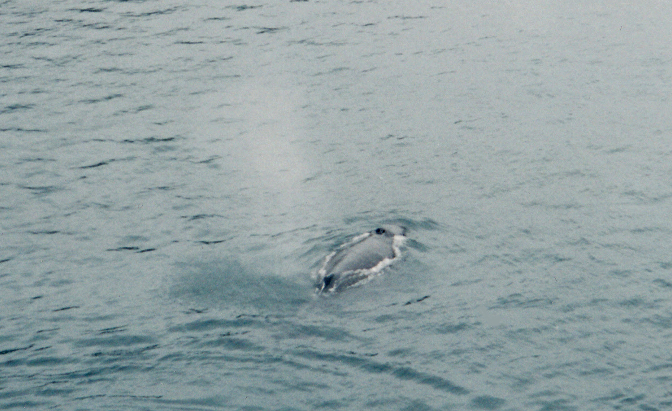 Whale, College Fjord Whale, College Fjord