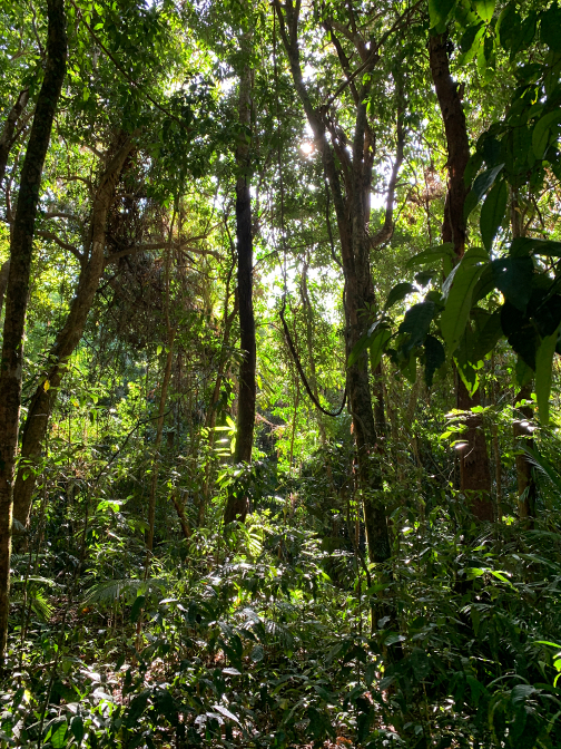 Daintree Rainforest