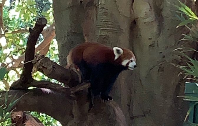 Red Panda