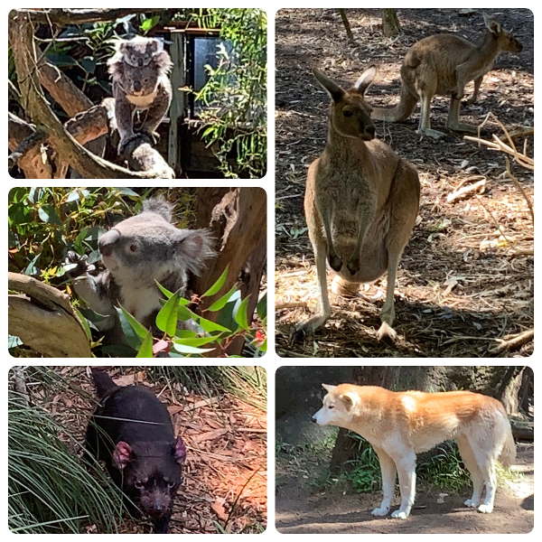 Australian animals at Perth Zoo: Koalas, Kangaroos, Tasmanian Devil, and Dingo
