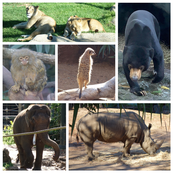 Animals at Perth Zoo: Lions, Pygmy Marmoset, Meerkat, Sun Bear, Elephant, Rhinocerous