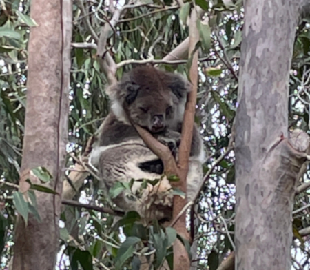 Lazy koala