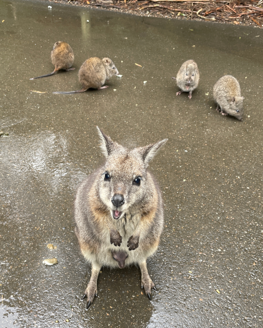 Wallaby with a joey in her pouch, with long-nosed potoroos in the background