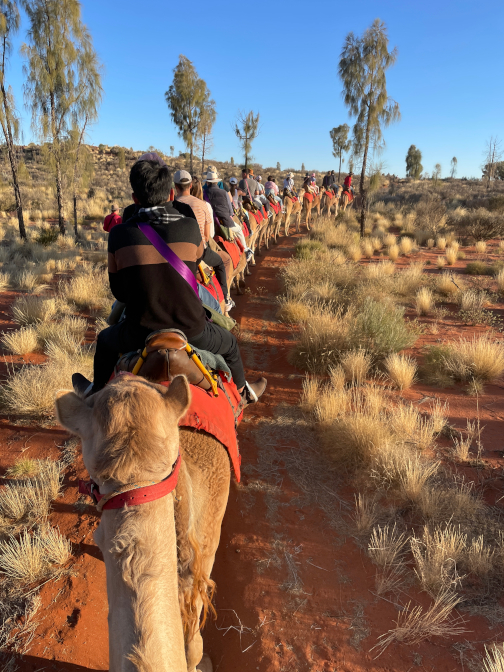 Camel caravan