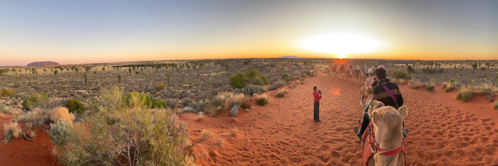 Sunset camel ride with Uluru and Kata Tjuta in the distance