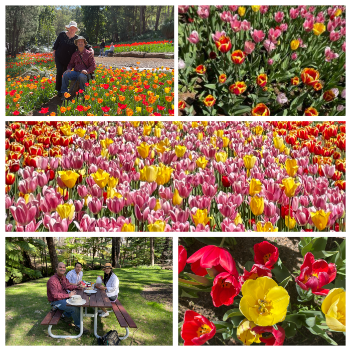 Tulips and a picnic at Araluen Botanic Park