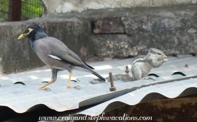 Common myna and squirrel Common myna and squirrel
