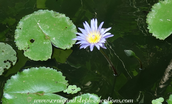 Water lily Water lily