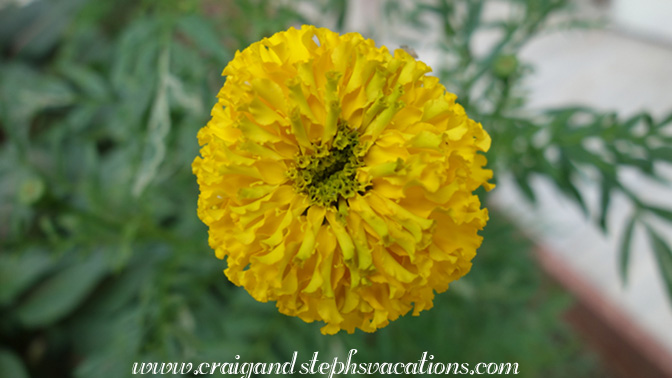 Marigold Marigold