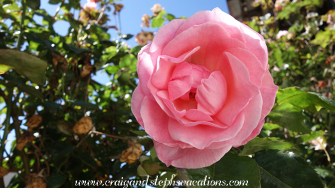 Roses in the garden Roses in the garden