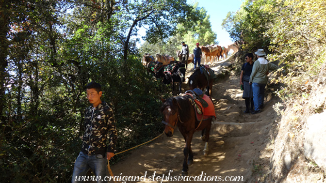 Horses coming back down the trail
