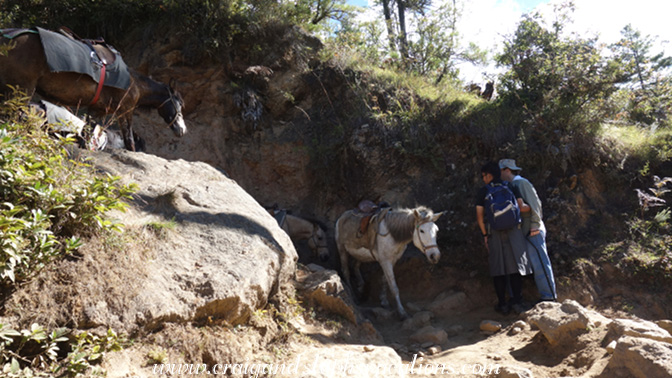 Horses coming back down the trail