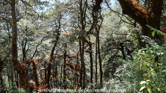 Bromeliads in the trees