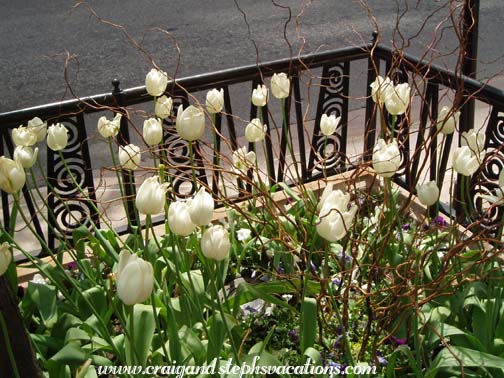 Tulips on Michigan Ave Tulips on Michigan Ave