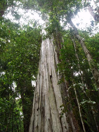 4000 year old Alerce tree 4000 year old Alerce tree