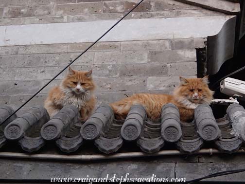 Cats chilling in Beiguanfang Hutong