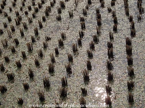 Shi Qing Village paddies